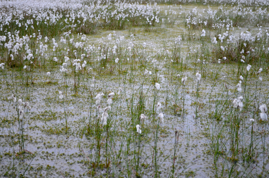 cotton grass in bloom