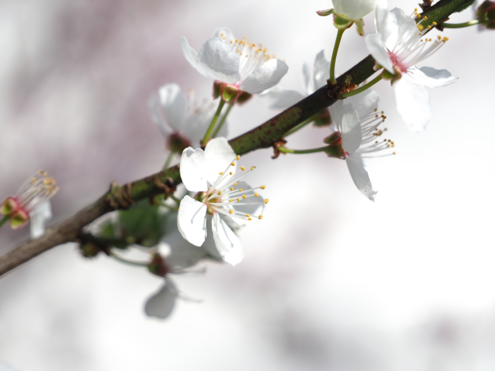 plum blossoms close up of plum blossoms
