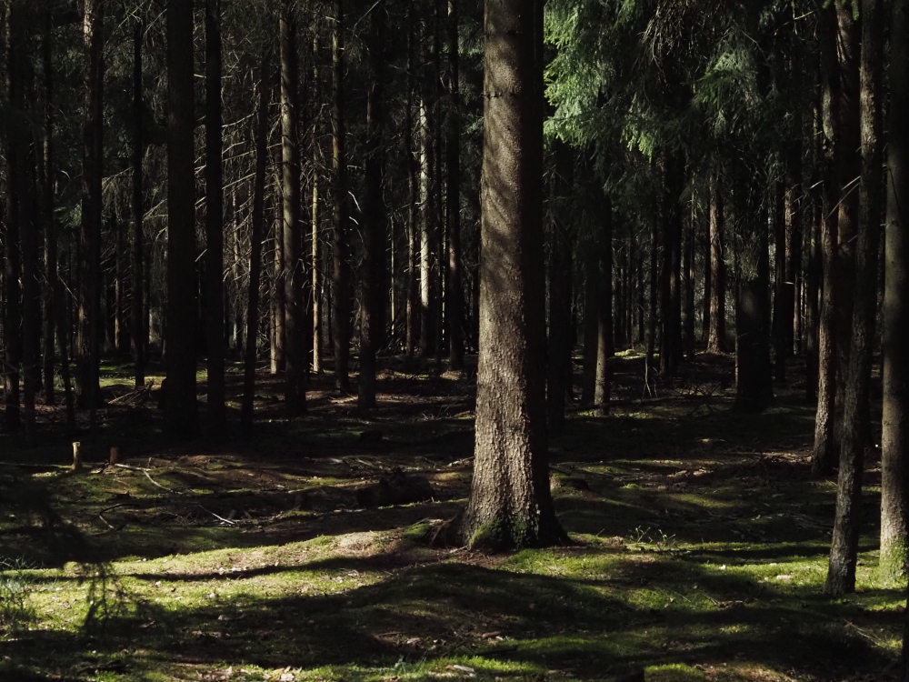 spruce trees a forest of spruce trees
