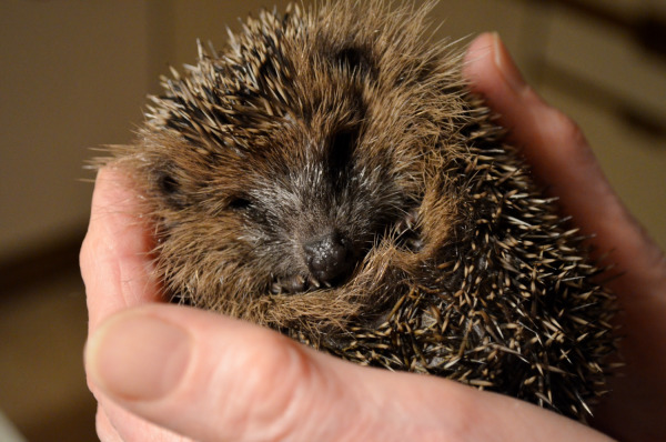 hedgehog a curled up hedgehog in hands