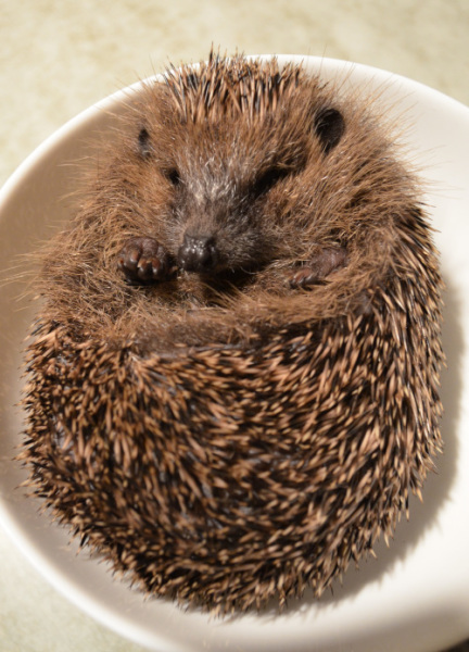 hedgie inna bowl