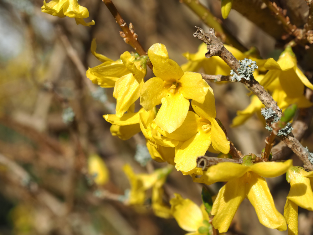 forsythia forsythia blossoms