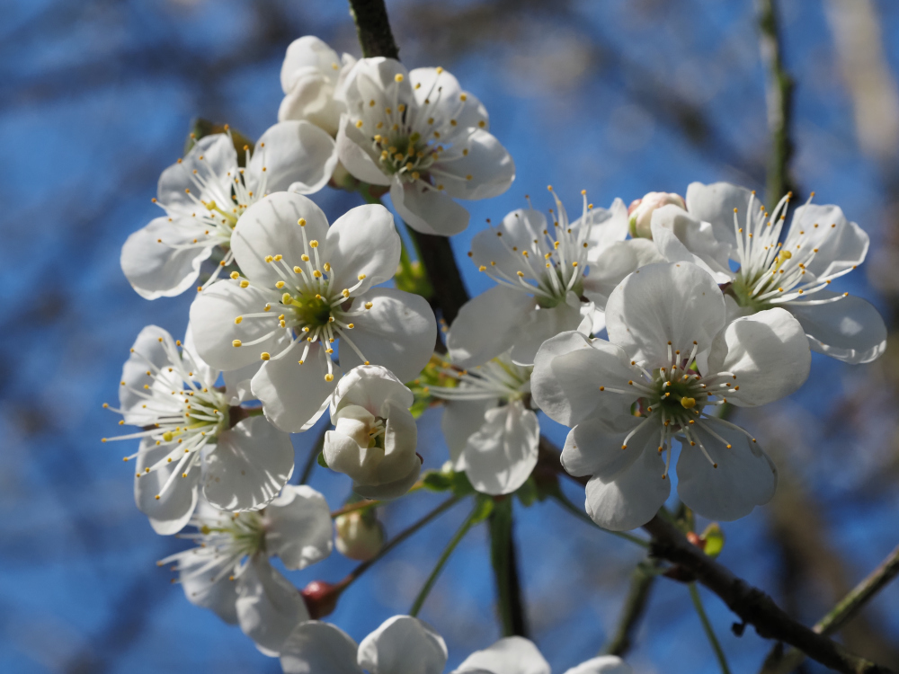 cherry blossoms close up of cherry blossoms