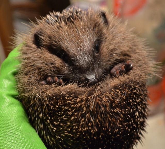 half rolled up hedgehog in a gloved hand